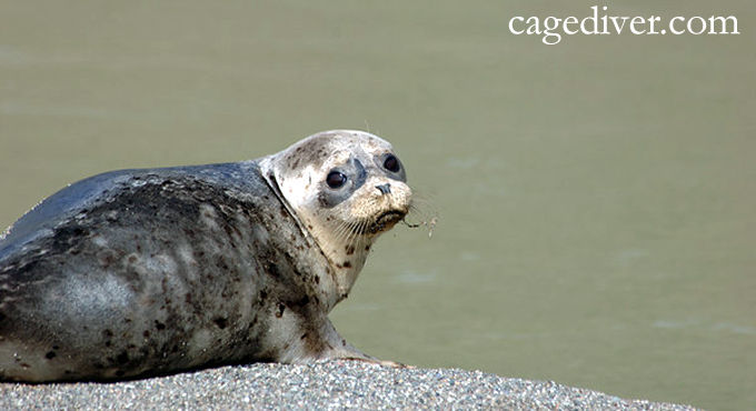 Seal in the Farallones, California