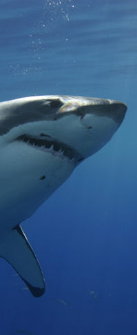 Cage Diver: Shark Diving