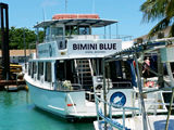 Dive with Sharks on Bimini