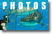 Tiger Sharks Photo Gallery
