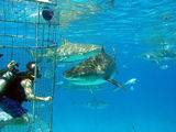 Dive with Tiger Sharks