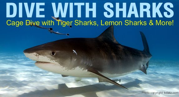 Dive with the sharks of Tiger Beach, Grand Bahama, in the Bahamas