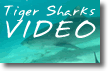 Tiger Sharks Video